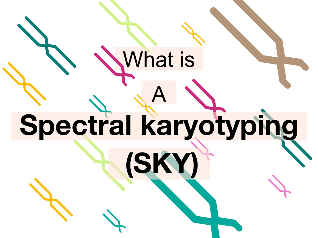 Spectral karyotyping