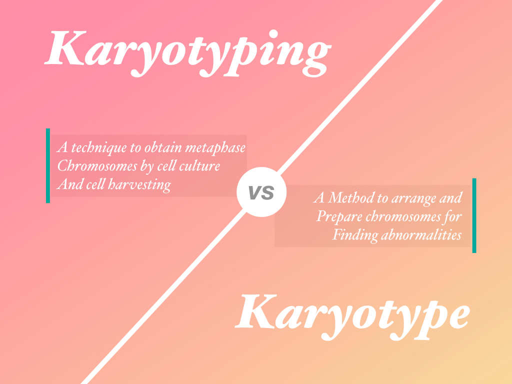 Karyotyping vs karyotype