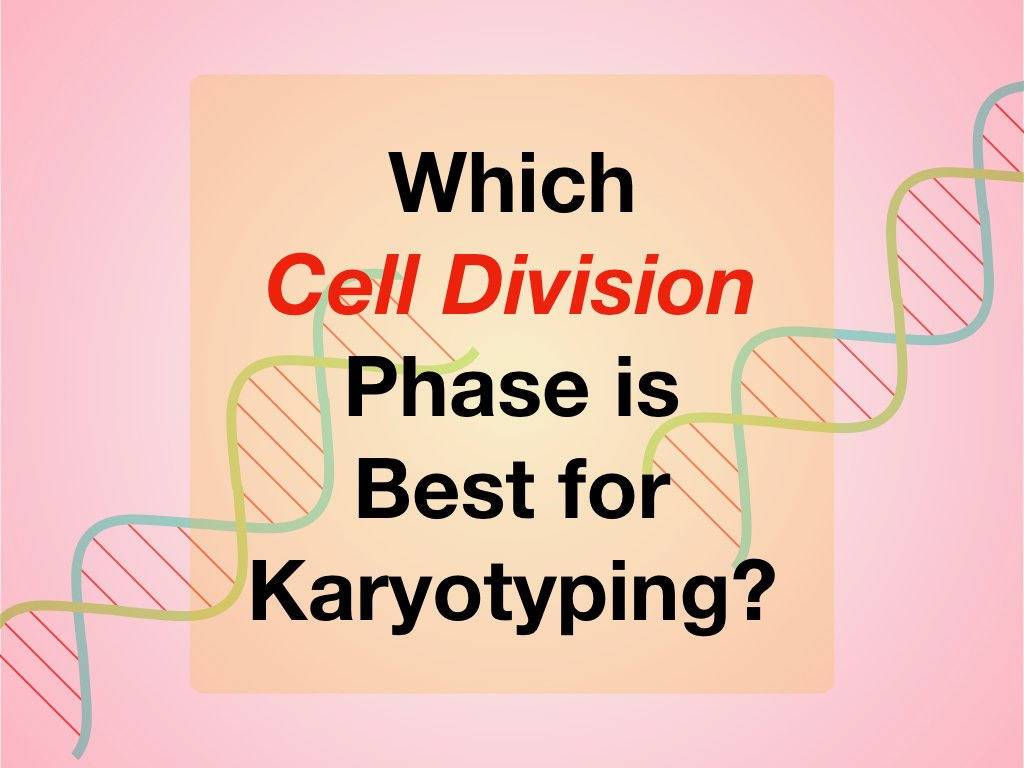 Which Cell Division Phase is Best for Karyotyping?