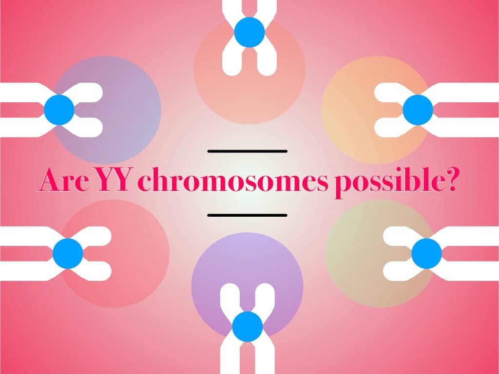 Are YY chromosomes possible?