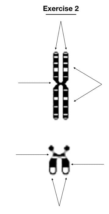 10 Best Karyotyping Activities And Assignments – KaryotypingHub