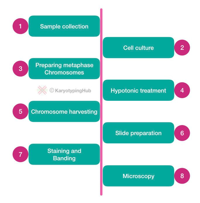 What Is Karyotyping?- Definition, Steps, Process, And Advantages ...